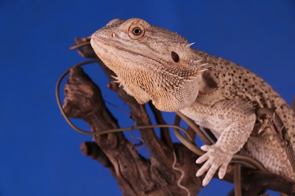 Bearded dragon representing the independent ReptileVault digital platform